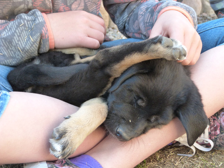 chinook dog